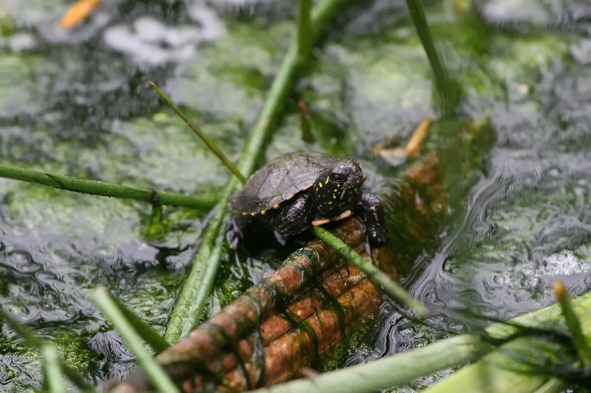A la renconte des cistude d'Europe