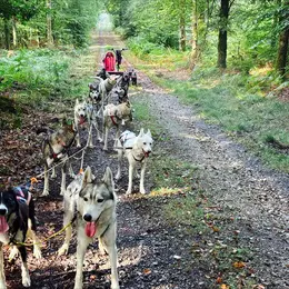 À la rencontre des chiens de traîneaux !