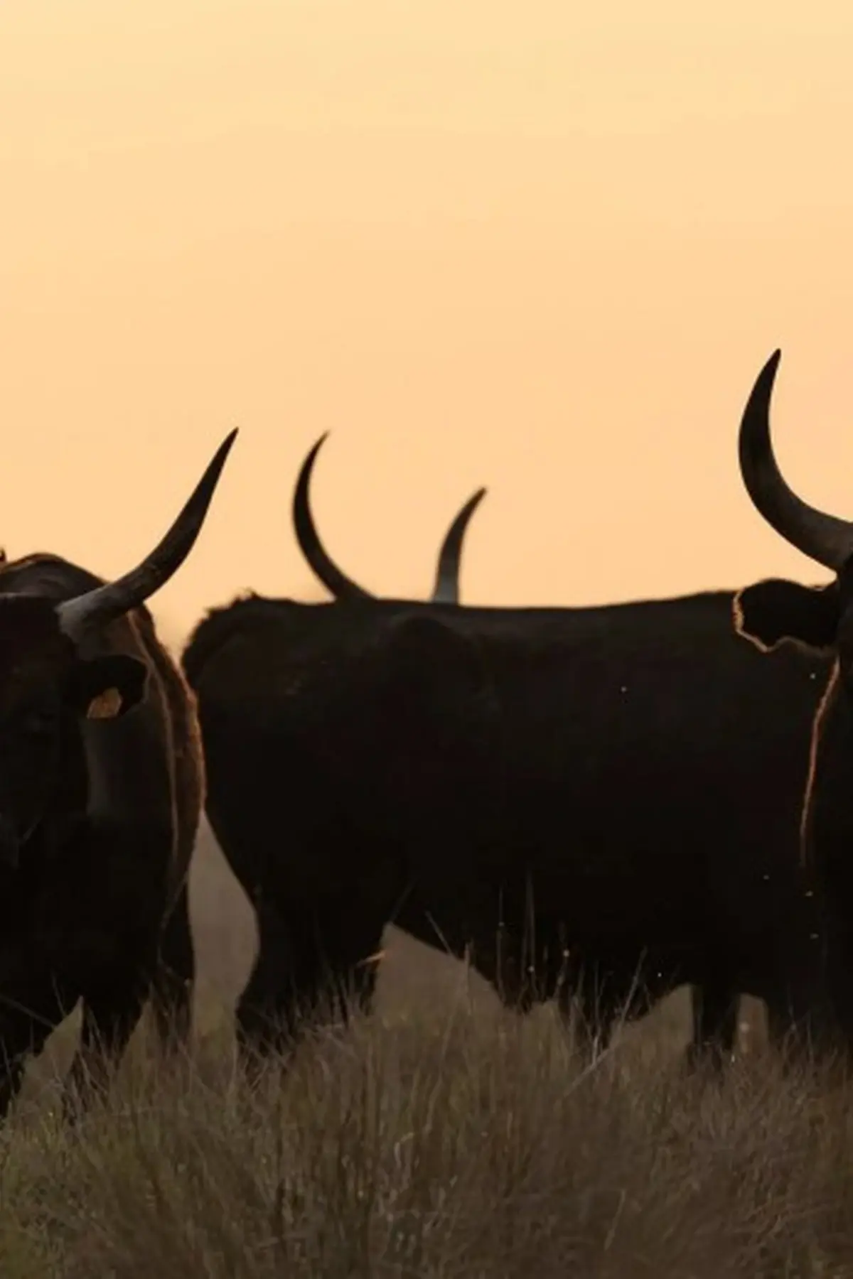 à la rencontre des Cocardiers de Méjanes