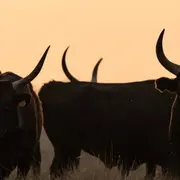 à la rencontre des Cocardiers de Méjanes