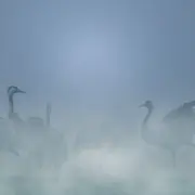 A la rencontre des Grues cendrées
