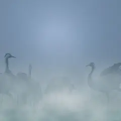 A la rencontre des Grues cendrées