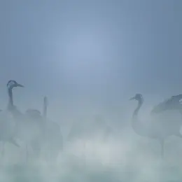 A la rencontre des Grues cendrées
