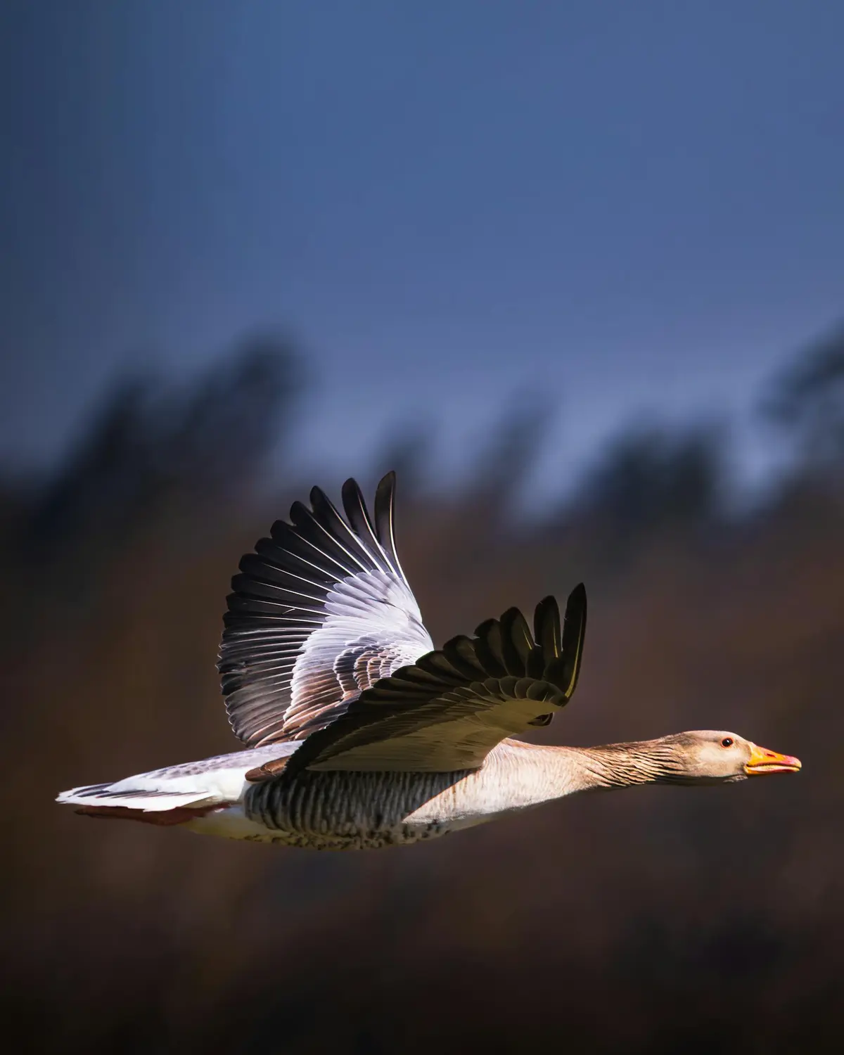 À la rencontre des oiseaux locaux et migrateurs