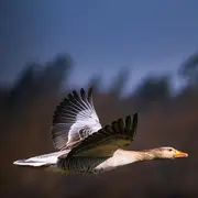 À la rencontre des oiseaux locaux et migrateurs