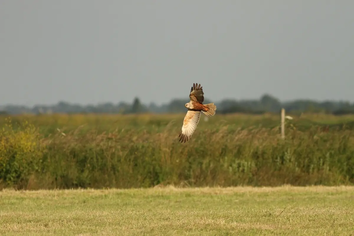 À la rencontre des oiseaux nicheurs