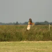 À la rencontre des oiseaux nicheurs