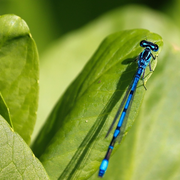 À la rencontre des petites bêtes aquatiques