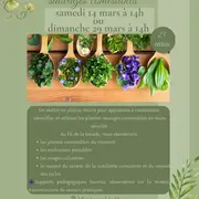 A la rencontre des plantes sauvages comestibles
