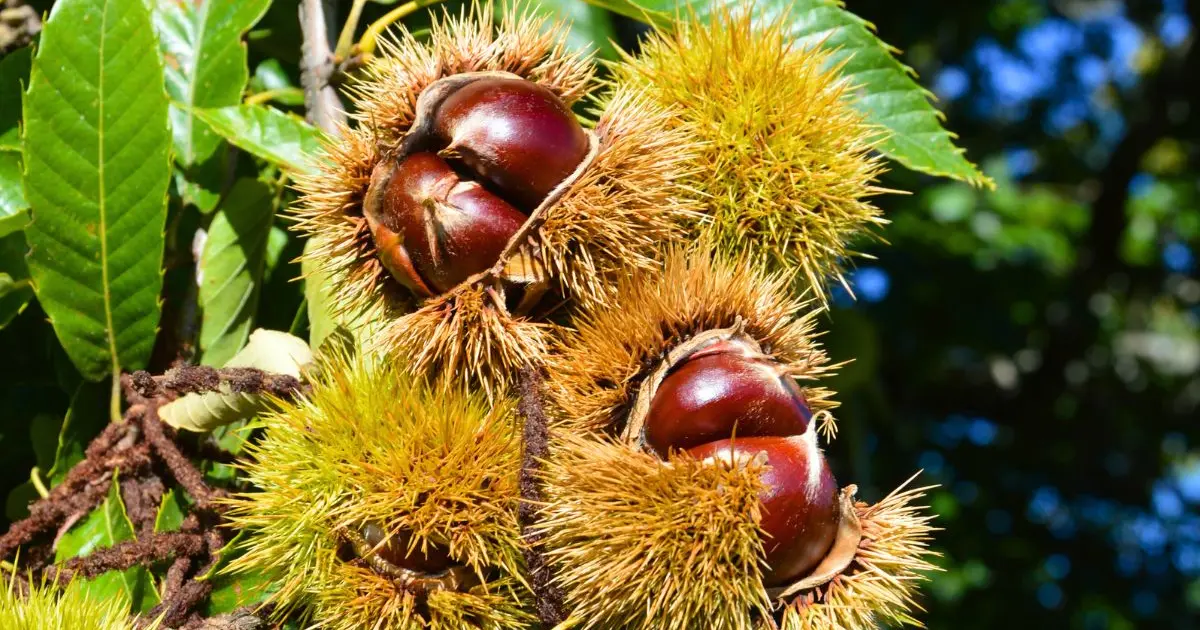 À la rencontre des producteurs : La Châtaigneraie