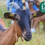 À la rencontre des producteurs - La chèvrerie d'Anne Paraud