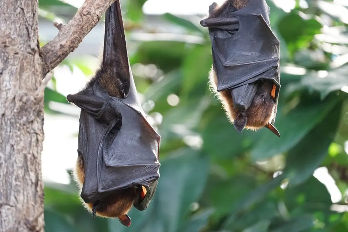 A la rencontre des reines de la nuit