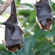 A la rencontre des reines de la nuit