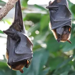 A la rencontre des reines de la nuit