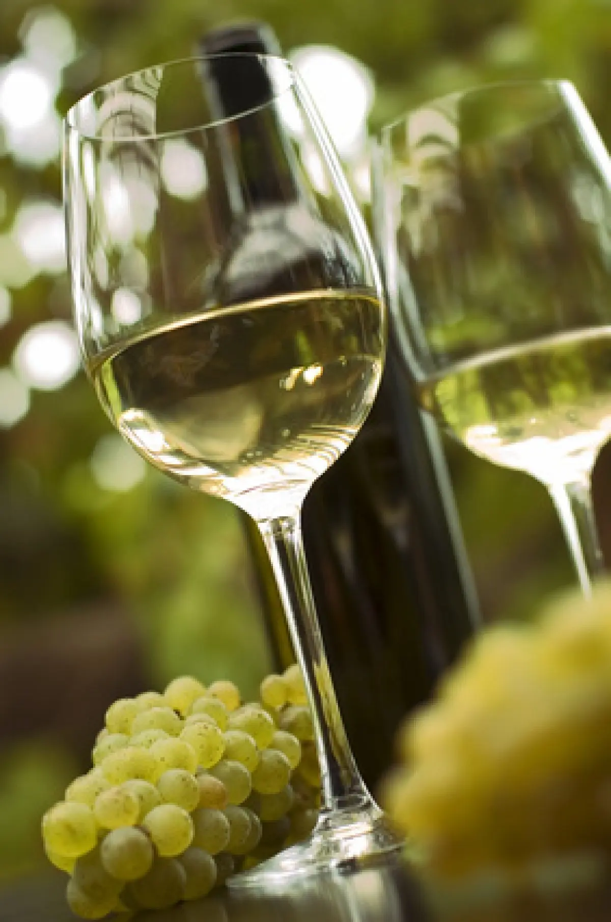 A la rencontre du Klevener