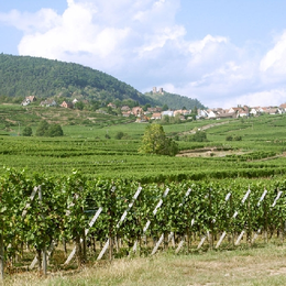 A la rencontre du Sylvaner - un cepage des vins d'Alsace