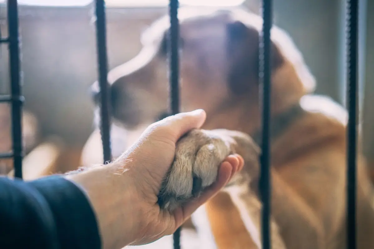 À Mulhouse, la SPA lance un appel aux dons pour offrir un hiver au chaud à ses chiens