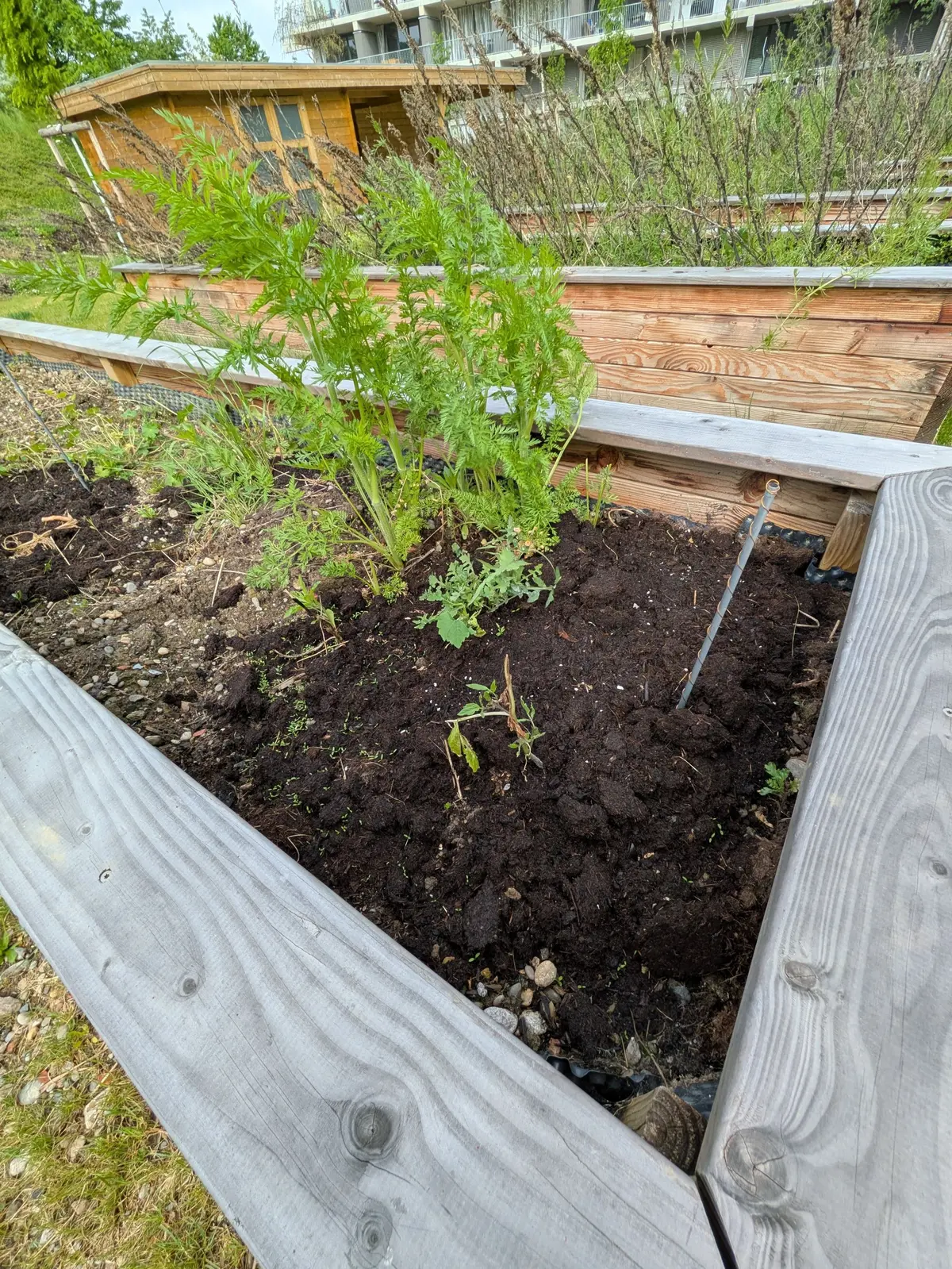 Potagers urbains : à Mulhouse, les quartiers se mettent au vert
