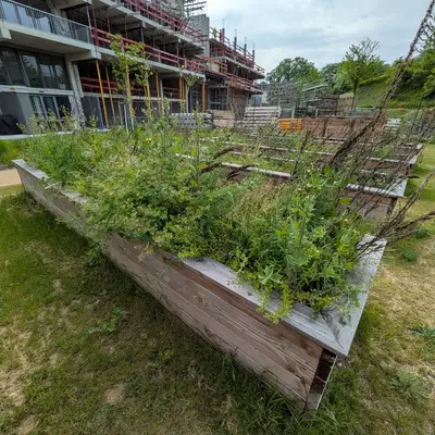 Potagers urbains : à Mulhouse, les quartiers se mettent au vert