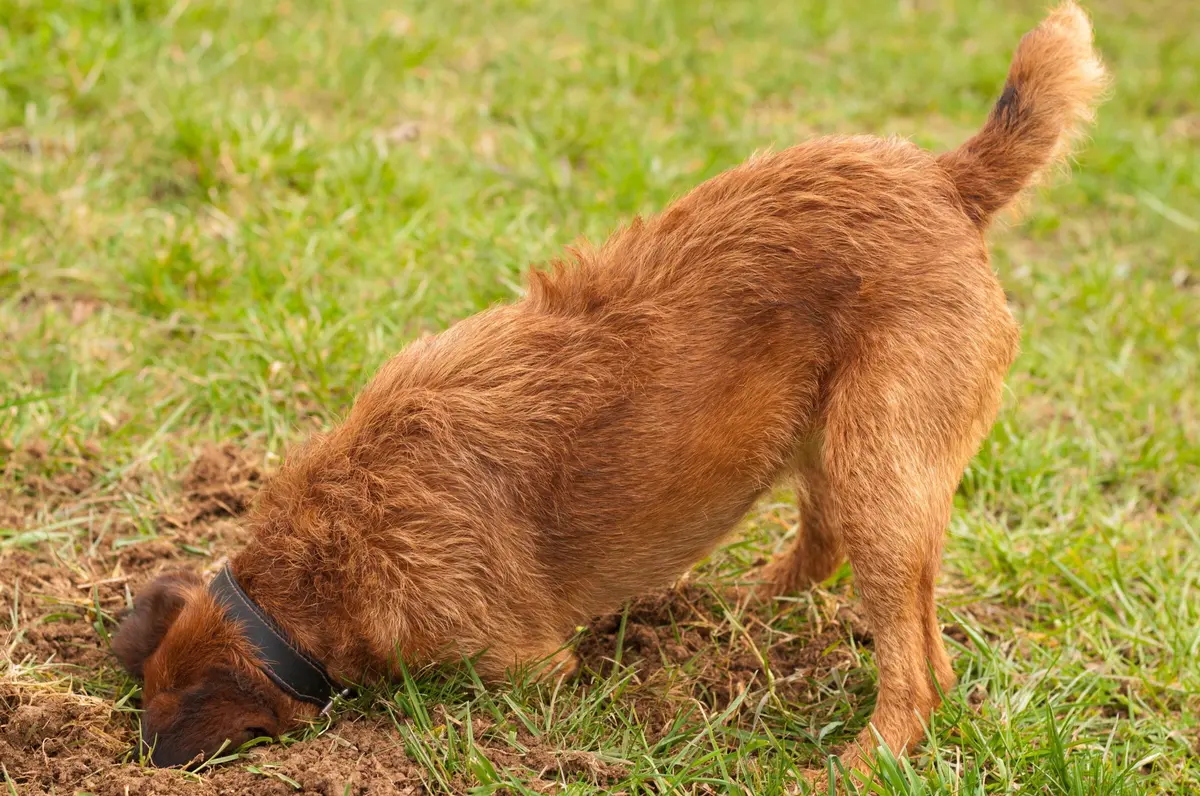 À Strasbourg, votre chien creuse un trou dans le parc ? La Ville vous prête une pelle pour le reboucher