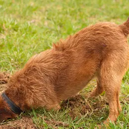 À Strasbourg, votre chien creuse un trou dans le parc ? La Ville vous prête une pelle pour le reboucher