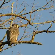 A tire d’aile à la tourbière des Dauges