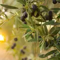 À Tours, des citrons, des oranges et même des olives poussent désormais en ville