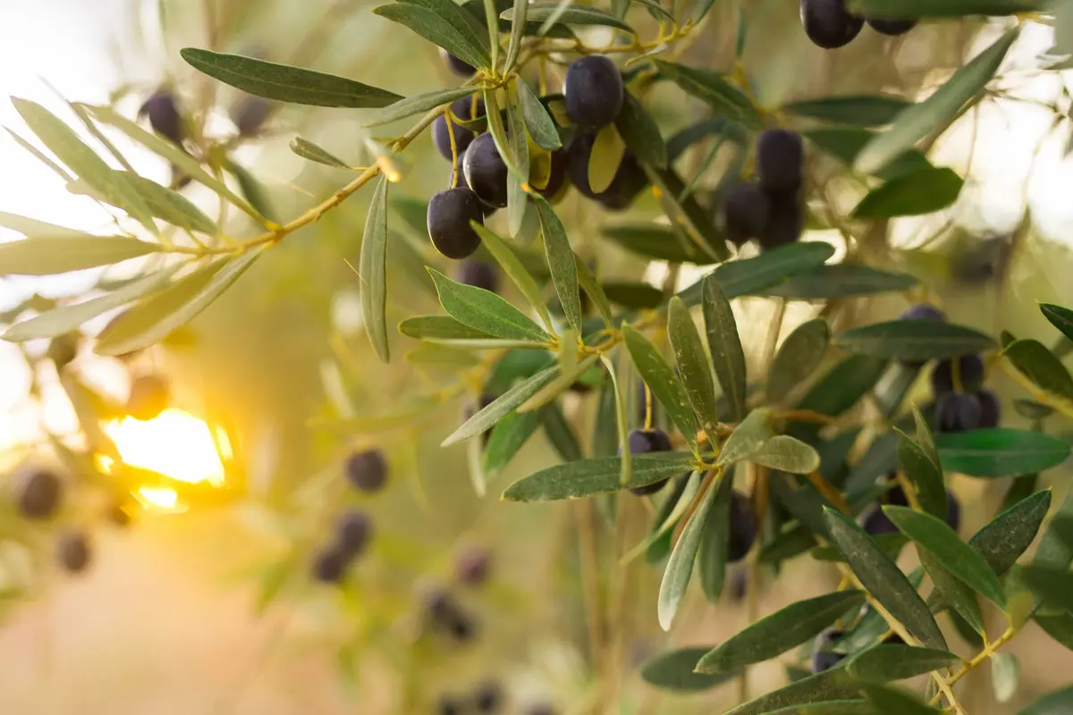 À Tours, des citrons, des oranges et même des olives poussent désormais en ville