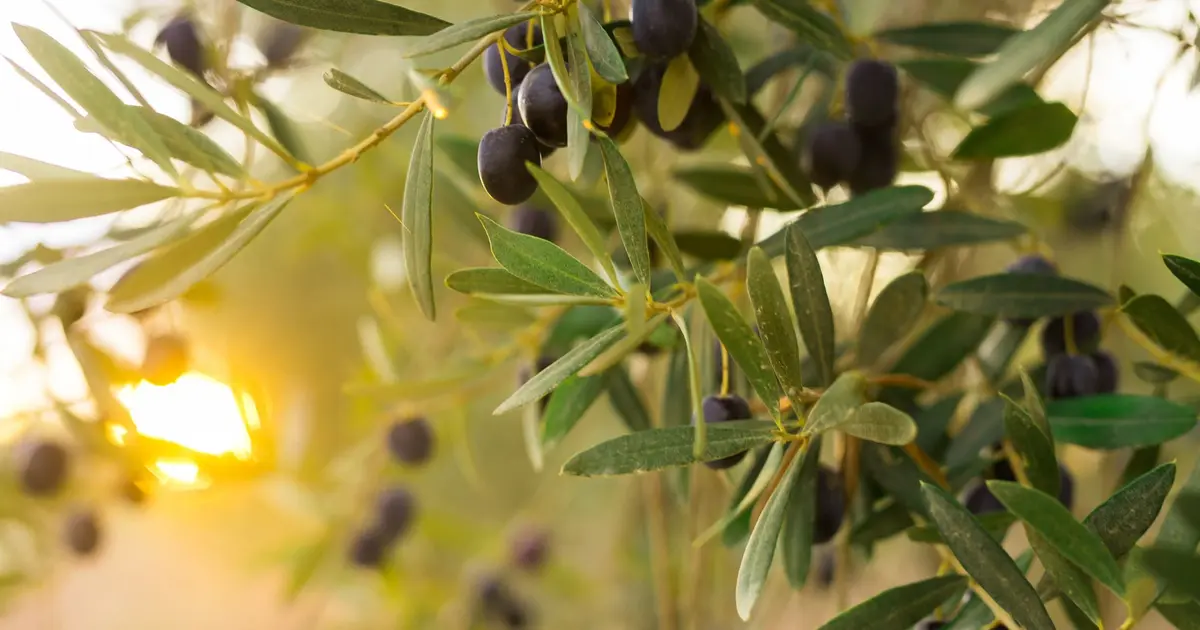 À Tours, des citrons, des oranges et même des olives poussent désormais en ville