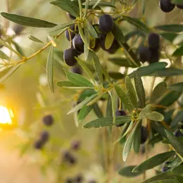 À Tours, des citrons, des oranges et même des olives poussent désormais en ville