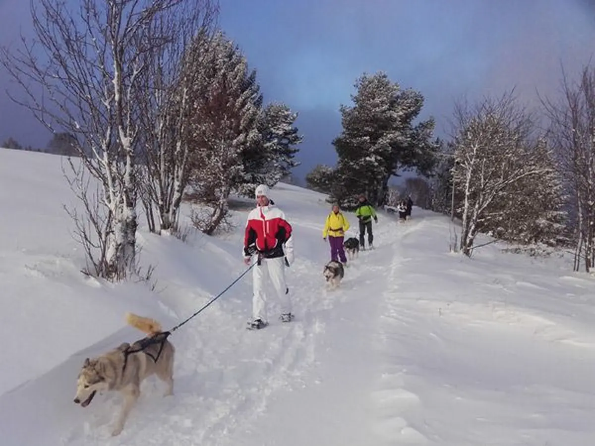 Sortie avec les chiens-loups + repas en montagne