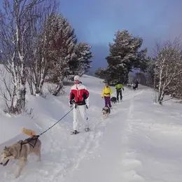 Sortie avec les chiens-loups + repas en montagne