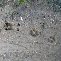 Sur les traces des animaux