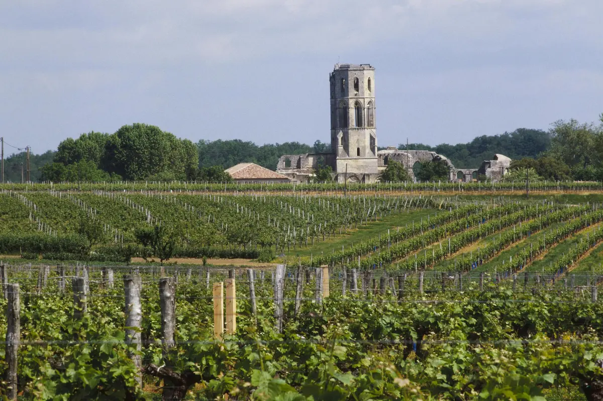 Un vignoble avec des rangées de vignes au premier plan et une vieille tour et un bâtiment en pierre à l'arrière-plan sous un ciel nuageux.
