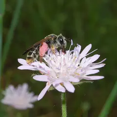 Abeilles & fleurs des champs