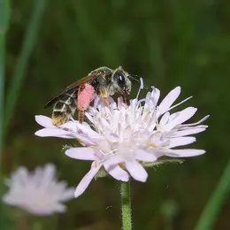 Abeilles & fleurs des champs