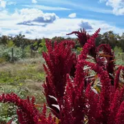 Abriter la biodiversité dans son jardin