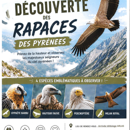 Accompagnement à la découverte des rapaces des Pyrénées