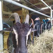 Accueil à la Ferme : Élevages caprin et volailles des Hauts de Dronne, Moulin à huile