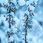 Accueil Collectif des Mineurs 12-15 ans