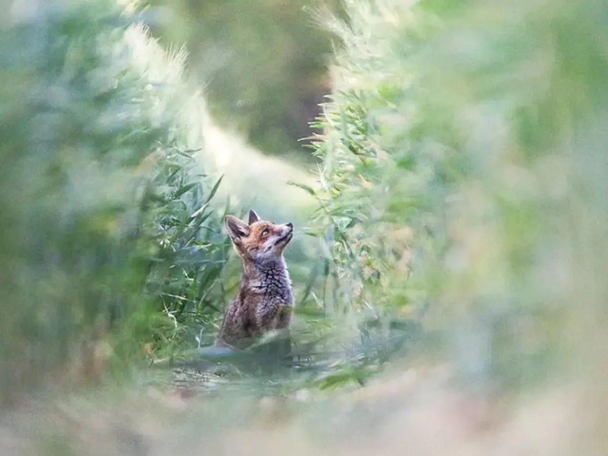 Activités agricoles & biodiversité - Conférences et expositions