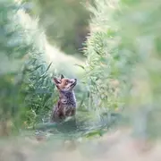 Activités agricoles & biodiversité - Conférences et expositions