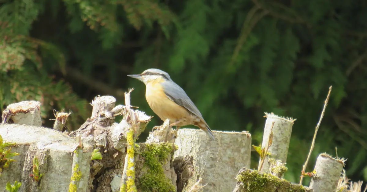 Activités naturalistes : sortie à l'île Navière-île de Chaillac