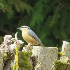 Activités naturalistes : sortie à l'île Navière-île de Chaillac