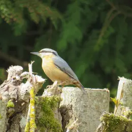 Activités naturalistes : sortie à l'île Navière-île de Chaillac