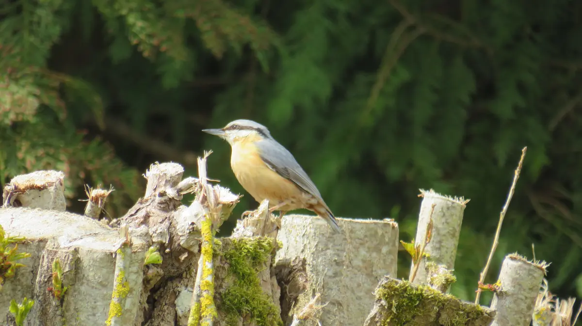 Activités naturalistes : sortie à l'île Navière-île de Chaillac