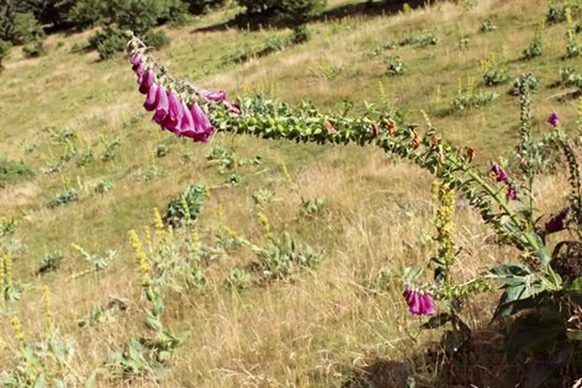 La flore des sommets vosgiens