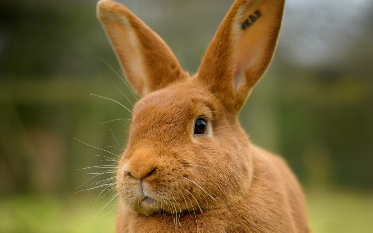 Adopter un petit mammifère de compagnie