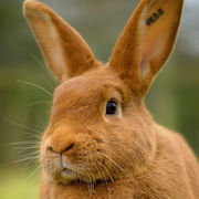 Adopter un petit mammifère de compagnie