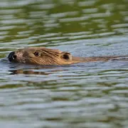 Affût crépusculaire sur l'Île de la Folie à Chaumont-sur-Loire